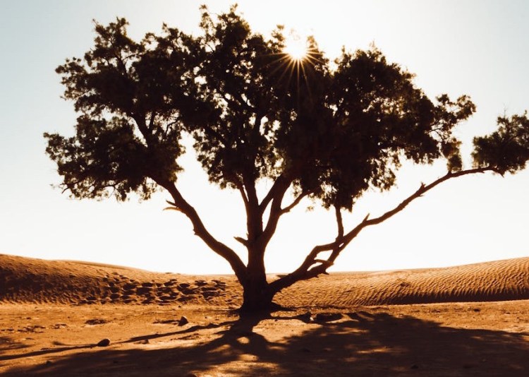 The Story of David: A Journey of Leadership, Sin, and&nbsp;Repentance